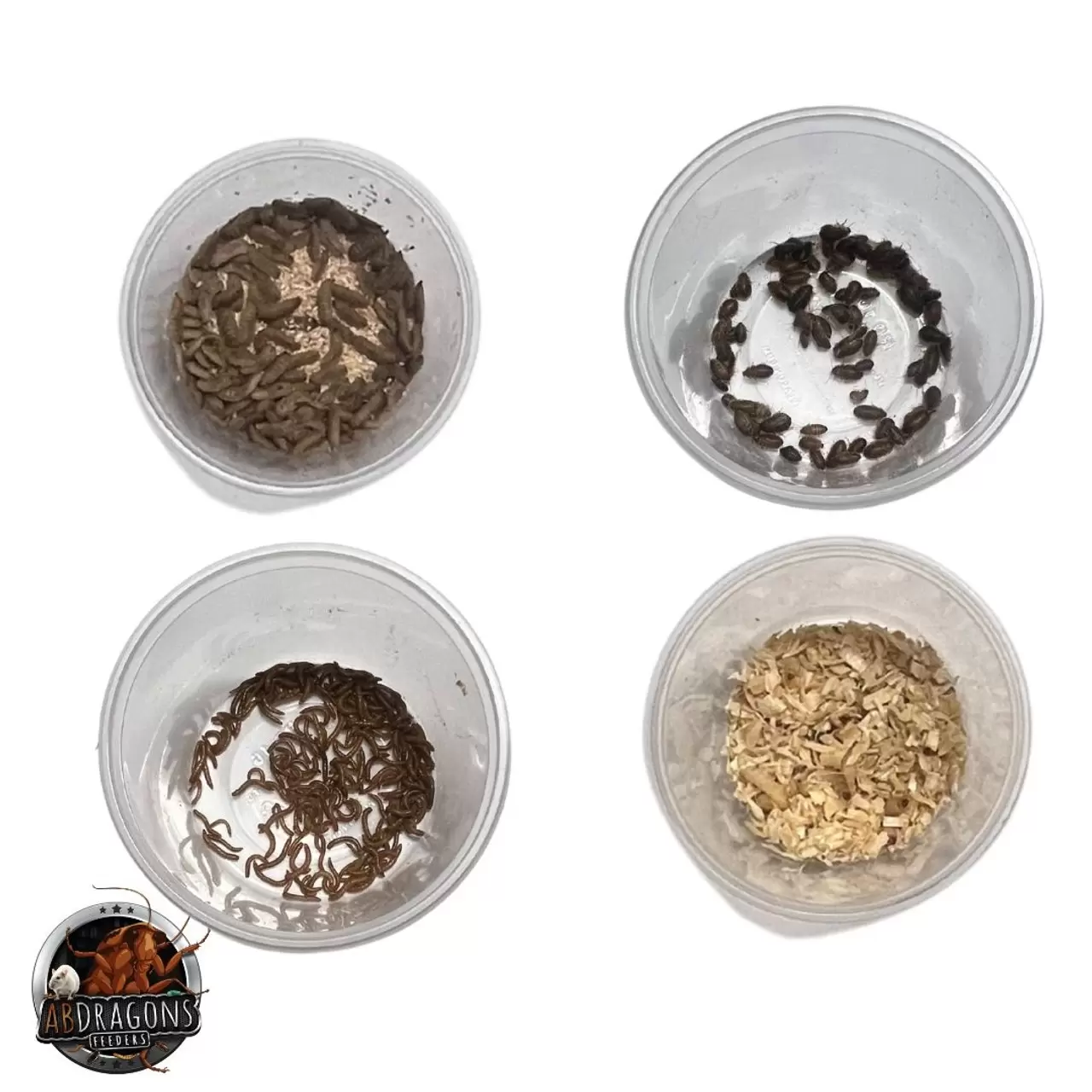 Crested Gecko Live Feeder Bundle- Juvenile