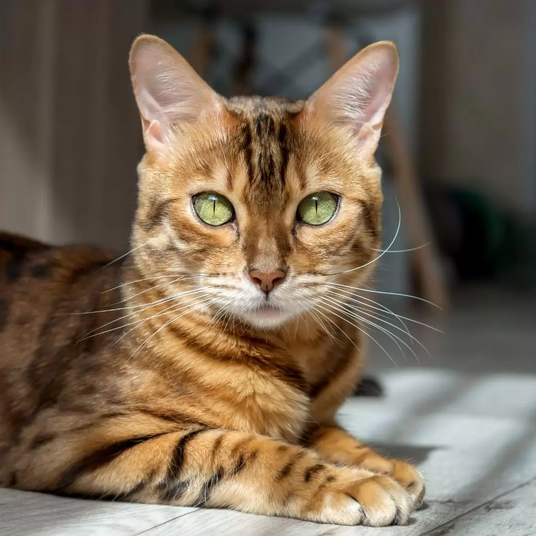 Bengal Cat