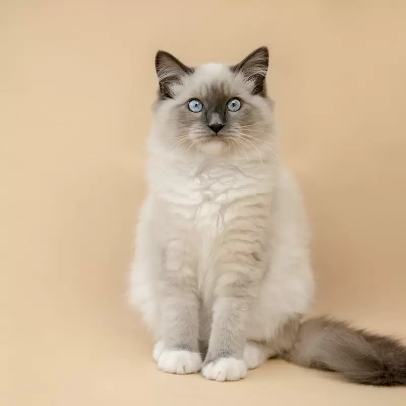 Ragdoll
