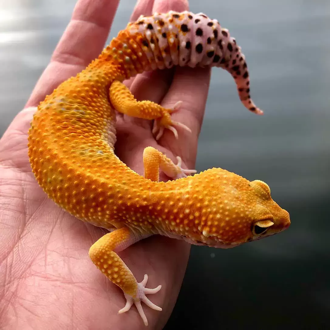 Leopard Geckos