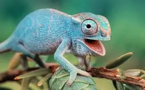 Chameleons