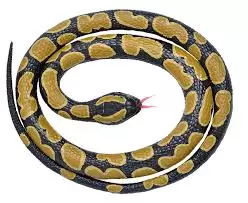 Ball Pythons