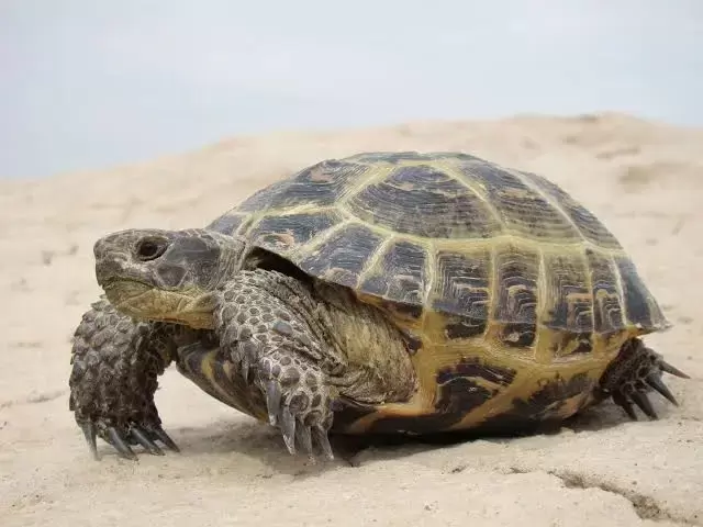 Russian Tortoises