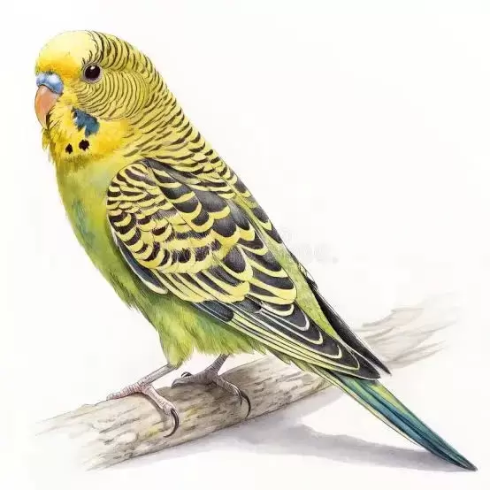 Budgerigars (Budgies)