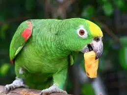 Amazon Parrots