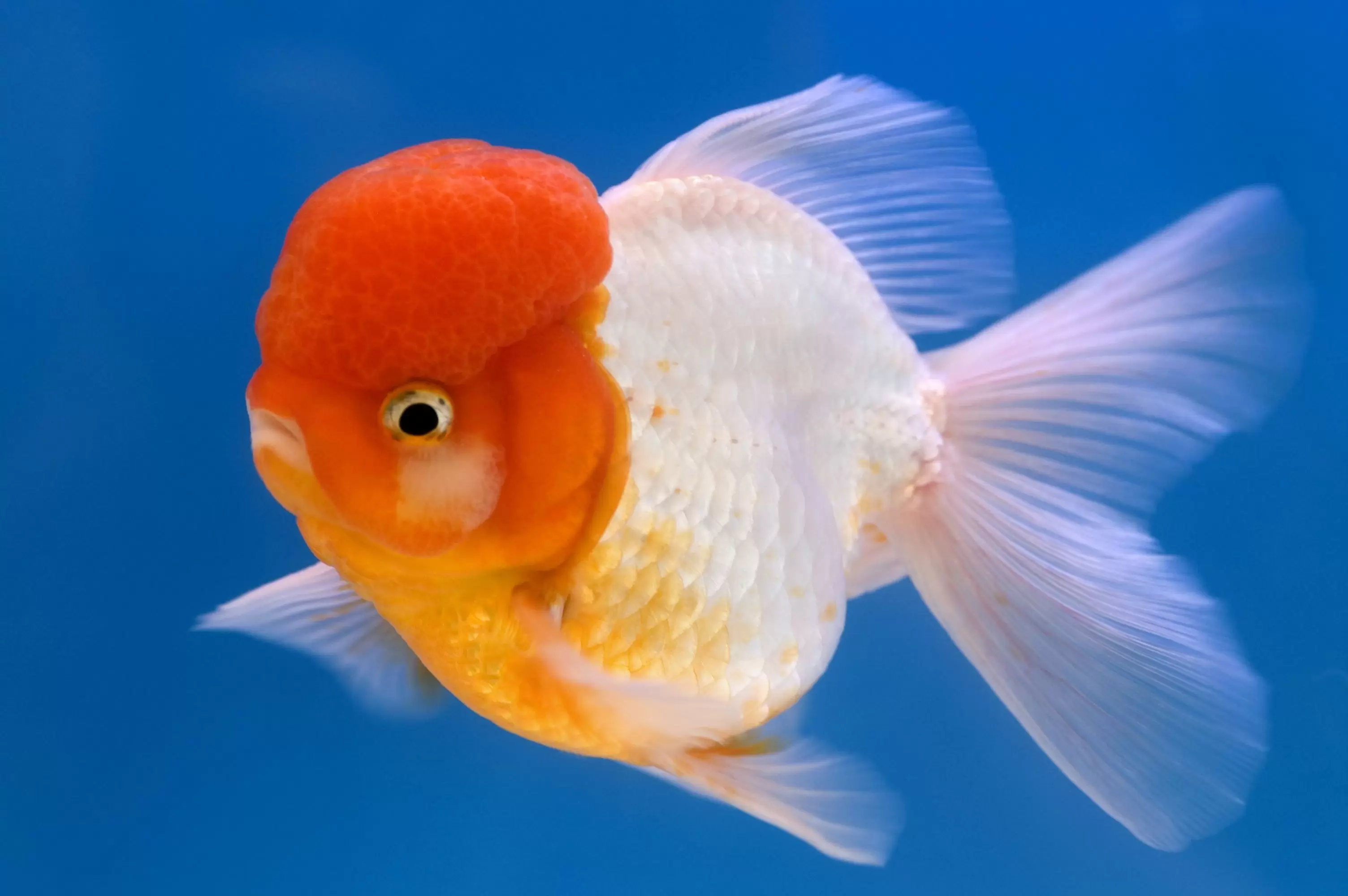 Goldfish varieties