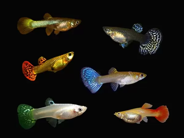 Guppies
