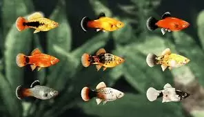 Platies