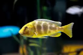 Cichlids