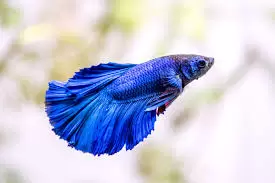 Bettas