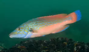 Wrasses