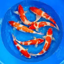 Koi Carp