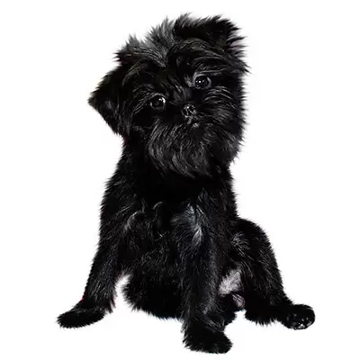 Affenpinscher