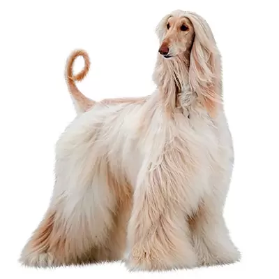 Afghan Hound
