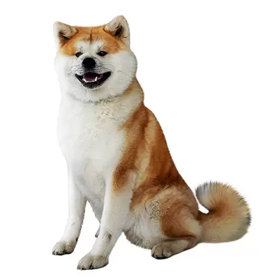 Akita Inu