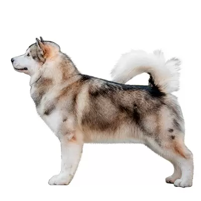 Alaskan Malamute