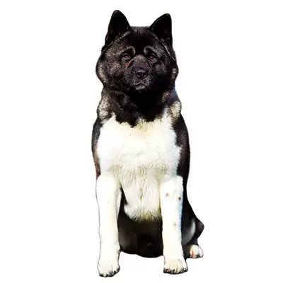 American Akita