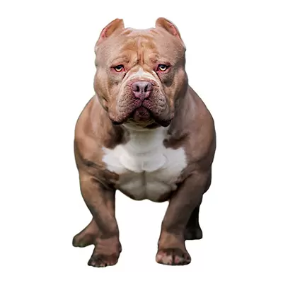 American Bully