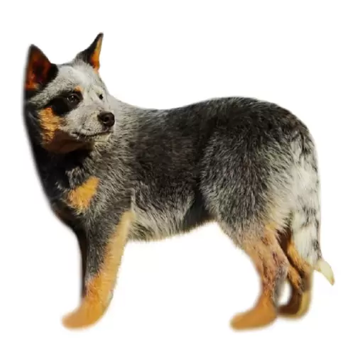 Australian Cattle Dog (Blue Heeler)