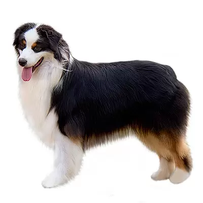 Australian Shepherd (Aussie)