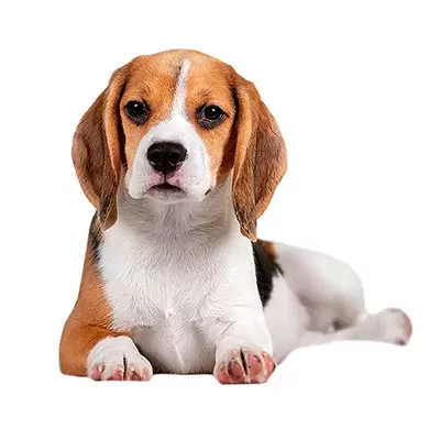 Beagle