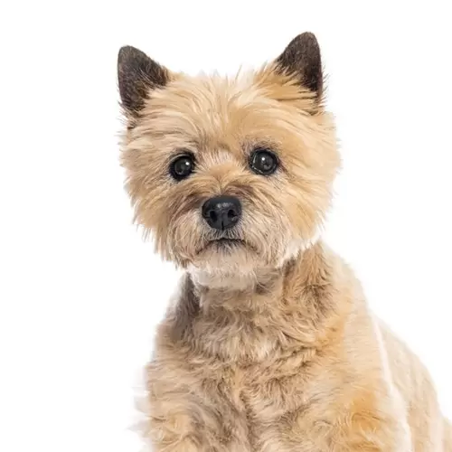 Cairn Terrier