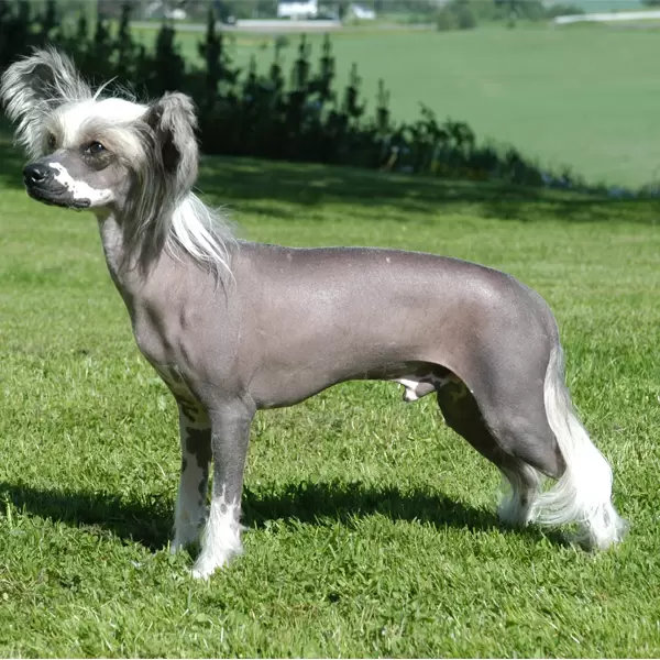 Chinese Crested Dog