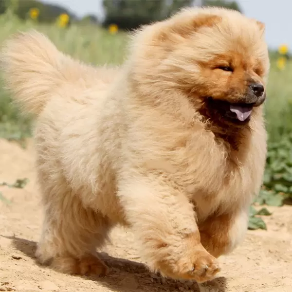 Chow Chow Puppies