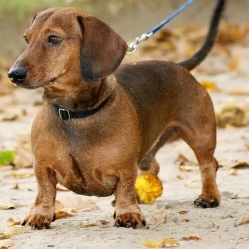 Dachshund Puppies