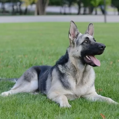East European Shepherd