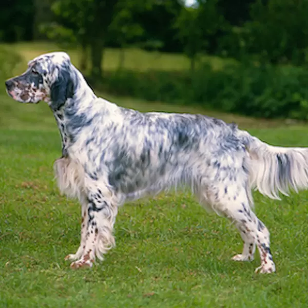 English Setter