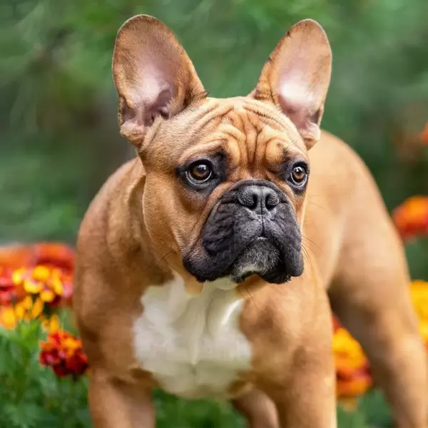 French Bulldog Puppies