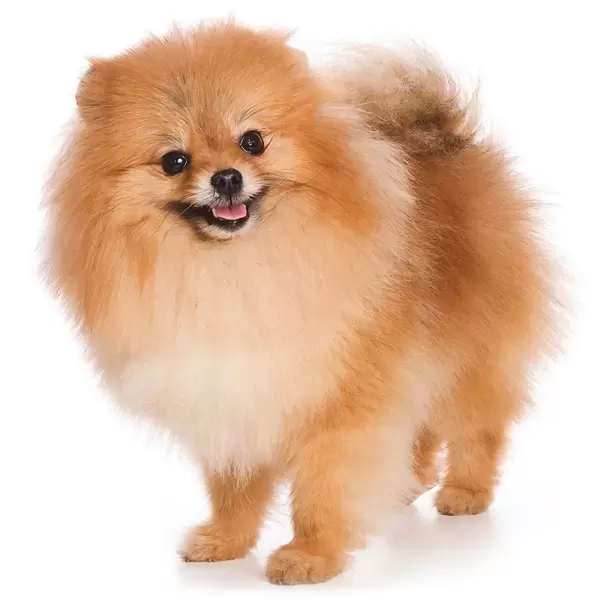German Miniature Spitz