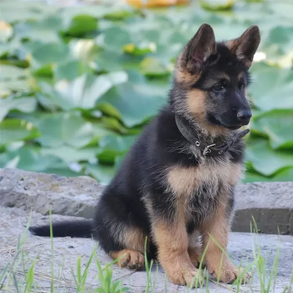 German Shepherd Puppies