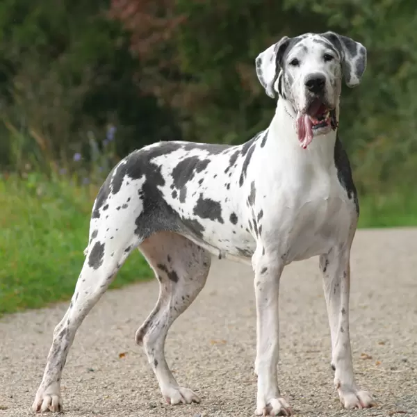 Great Dane (German Mastiff) Puppies