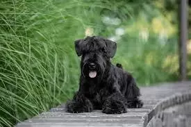 Miniature Schnauzer Puppies