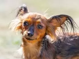 Russian Toy Puppies