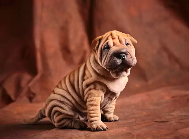 Shar-Pei Puppies