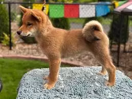 Shiba Inu Puppies