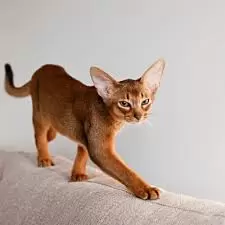 Bambino Kittens