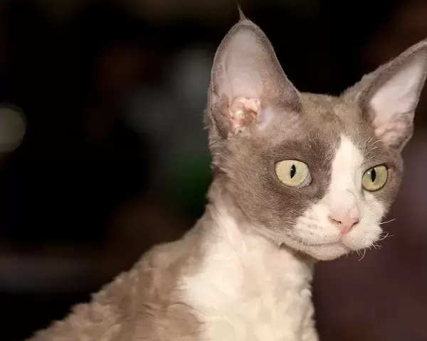 Devon Rex Kittens
