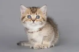 Munchkin Kittens