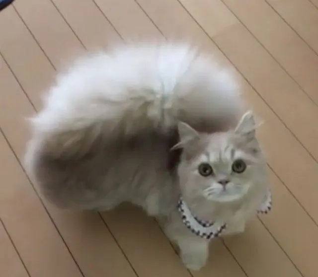 Minuet (Napoleon) Kittens