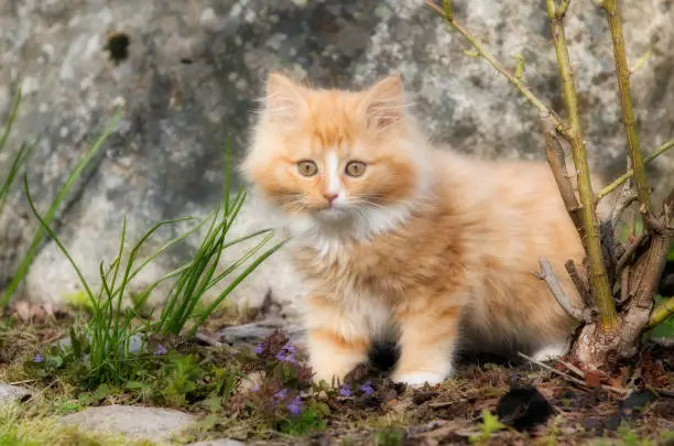 Norwegian Forest Kittens