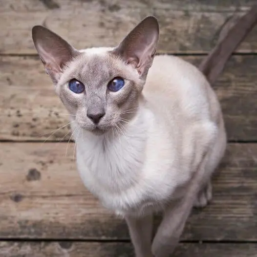 Oriental Kittens
