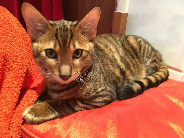 Toyger Kittens