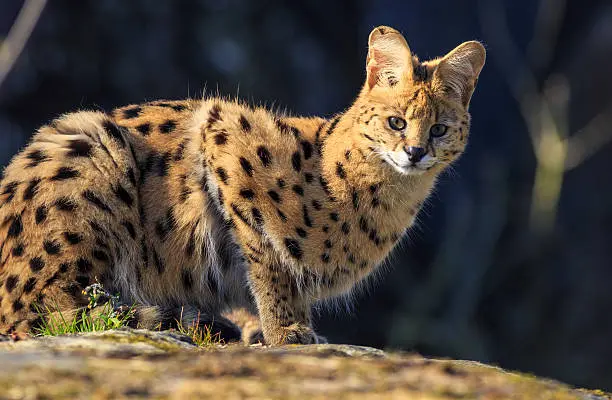 Serval Kittens