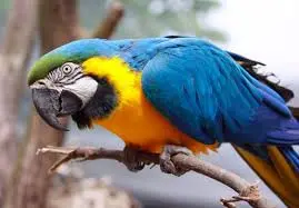 Blue and Gold Macaw
