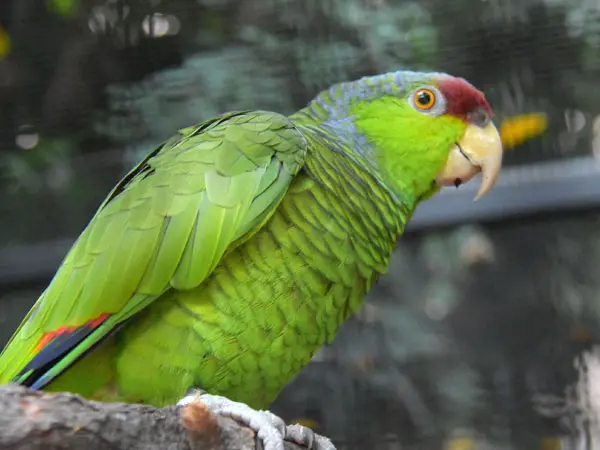 Lilac-crowned Amazon