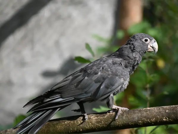 Vasa Parrot (Black Parrot)